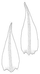Cratoneuropsis relaxa “hypnobartlettia” growth form, leaves. Drawn from collector unknown, Oct. 1973, CHR 105042A.
 Image: R.C. Wagstaff © Landcare Research 2014 